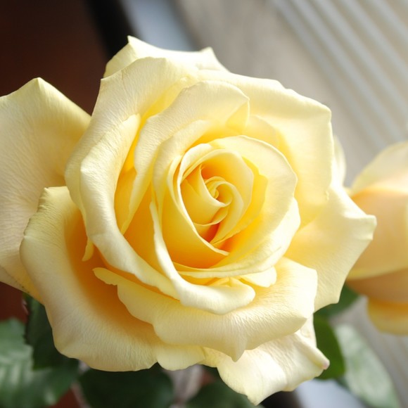 Meet your Posher, Kelley - Picture 1 of 1